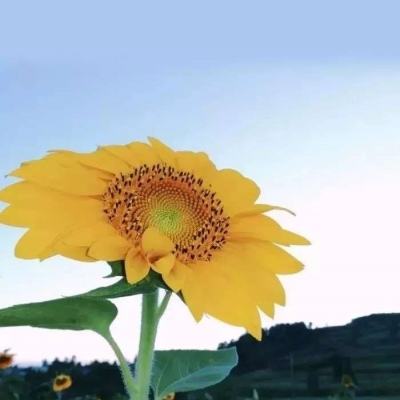 域网棋牌游戏app下载